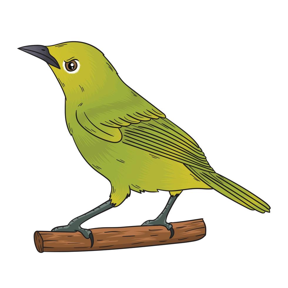 pleci uccello vettore, piccolo verde uccello, il tuo voce è anche bene vettore