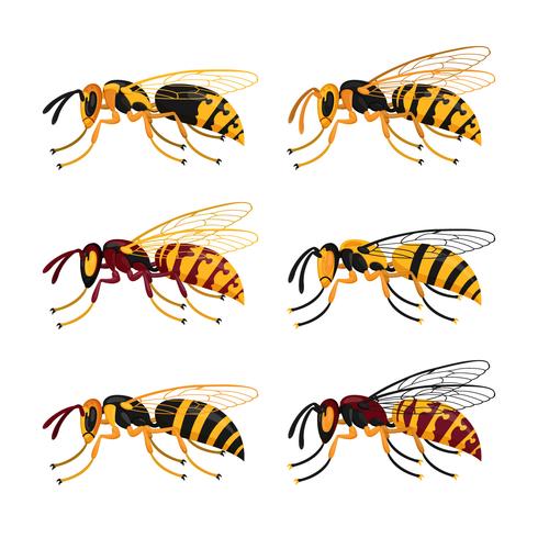 Raccolta di vettore dei calabroni dell'ape