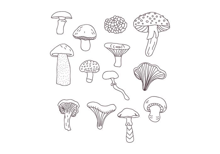 Disegni di funghi botanici vettore