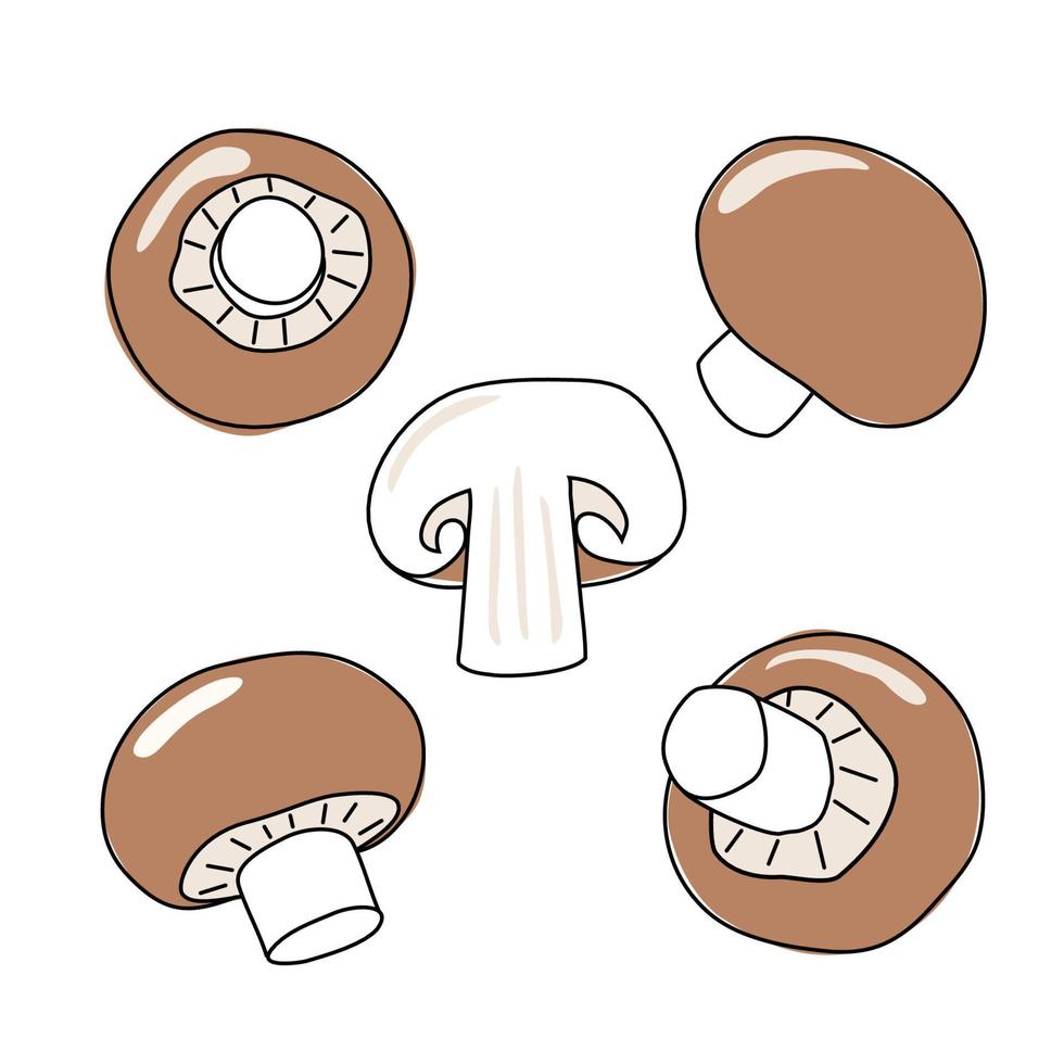 champignon funghi vettore illustrazione impostare. appena champignon. maturo verdura fungo per mangiare, vegetariano buongustaio. concetto fungo champignon.