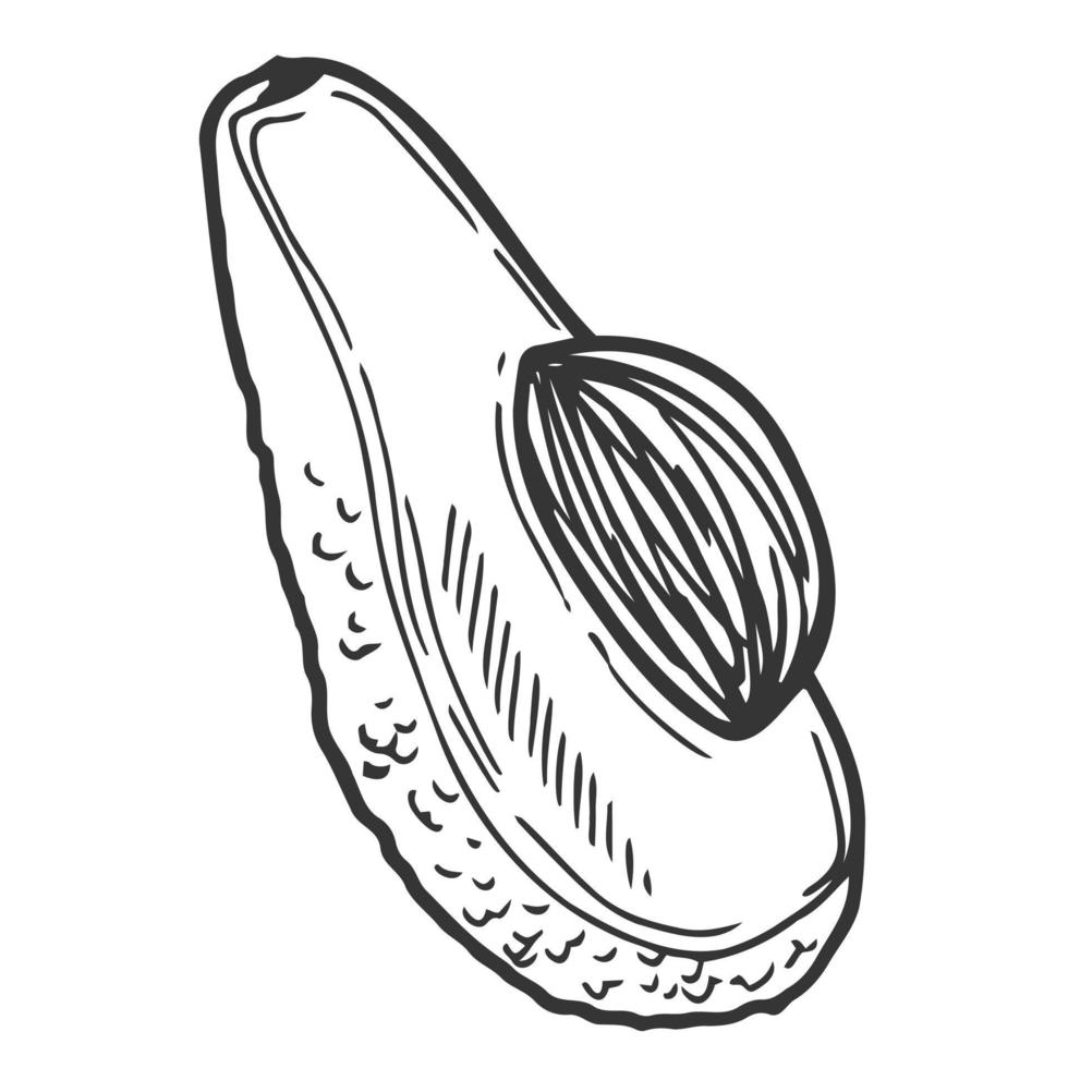 mezzo avocado isolato su sfondo bianco. illustrazione disegnata a mano di vettore in stile doodle. perfetto per carte, logo, decorazioni, ricette, menu, disegni vari.