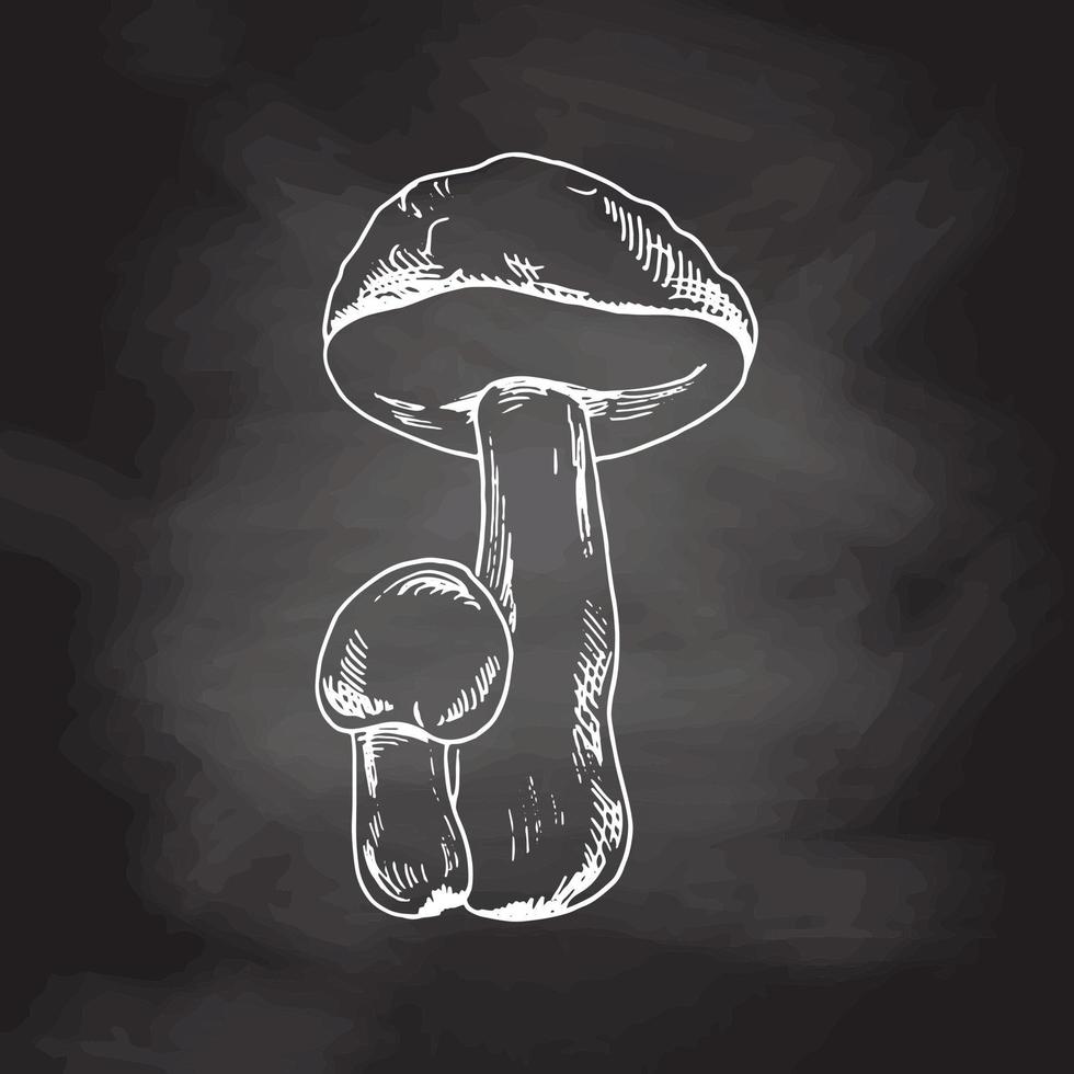 schema illustrazione di boletus funghi. bianca schizzo isolato su nero lavagna. vettore schizzo icona. Vintage ▾ disegno. eco cibo Vintage ▾ vettore illustrazione.