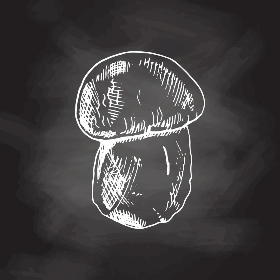 commestibile fungo vettore illustrazioni collezione. mano disegnato porcini. bianca schizzo isolato su nero lavagna. Perfetto per ricetta, menù, etichetta, icona, confezione