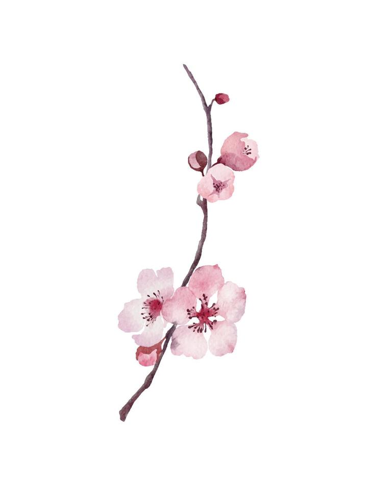acquerello ciliegia fiorire singolo ramo, primavera fioritura sakura mano disegnato vivere tracciare vettore