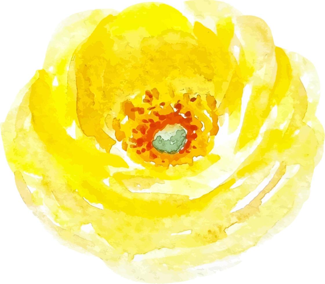 giallo fiore clipart ranuncolo isolato acquerello illustrazione vettore