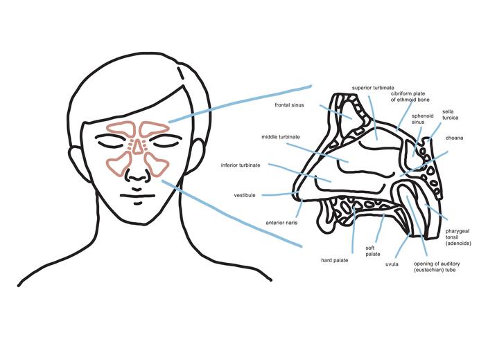 Anatomia nasale vettore