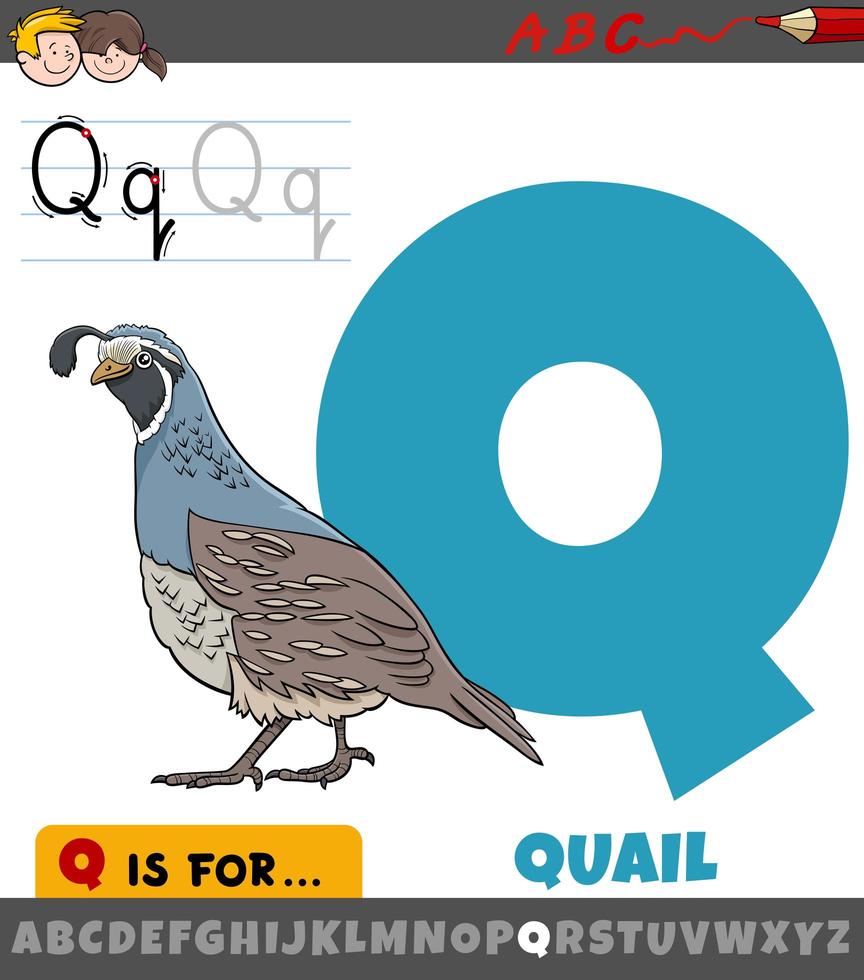 lettera q con carattere animale uccello quaglia vettore