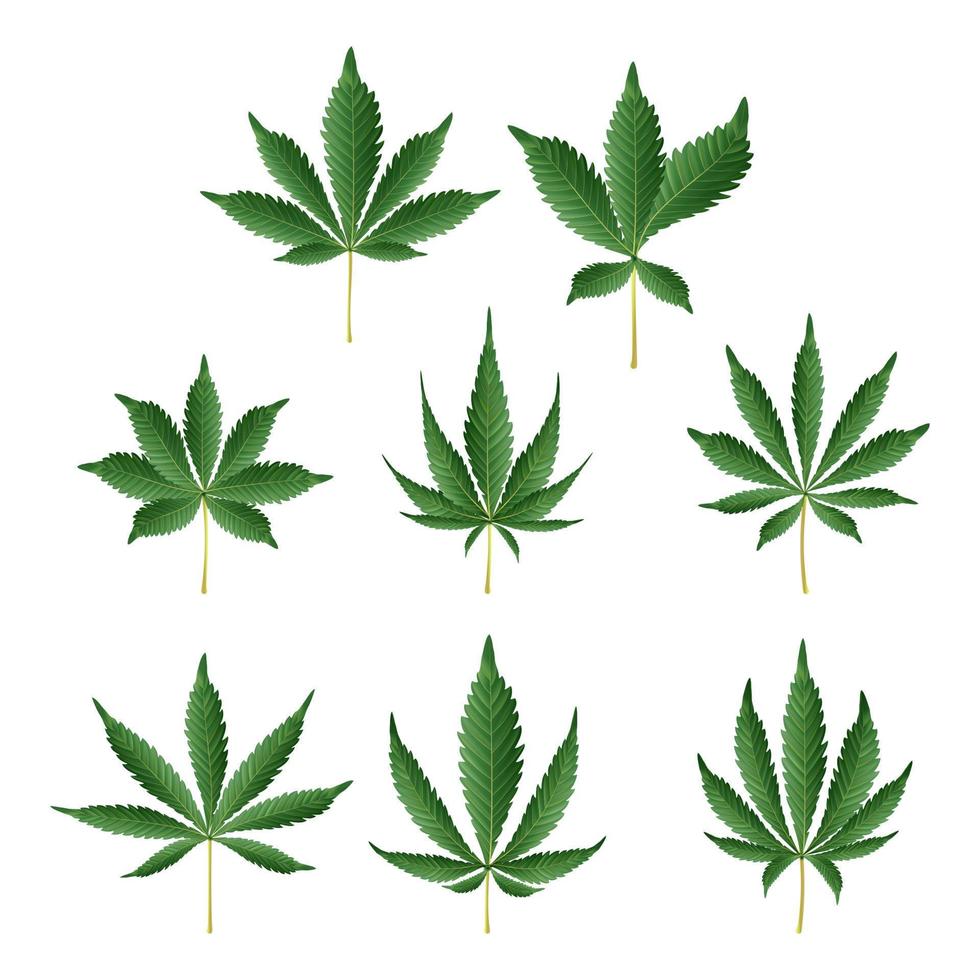 marijuana verde foglia vettore. medicinale erbe aromatiche vettore