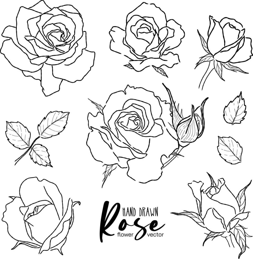 mano disegnato vettore schema rosa fiore