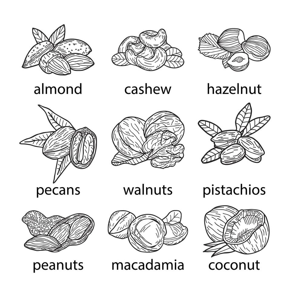 set di noci, illustrazione disegnata a mano di vettore. vettore