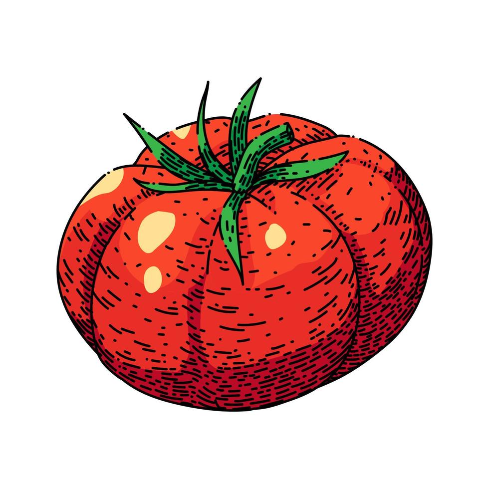 pomodoro cibo schizzo mano disegnato vettore