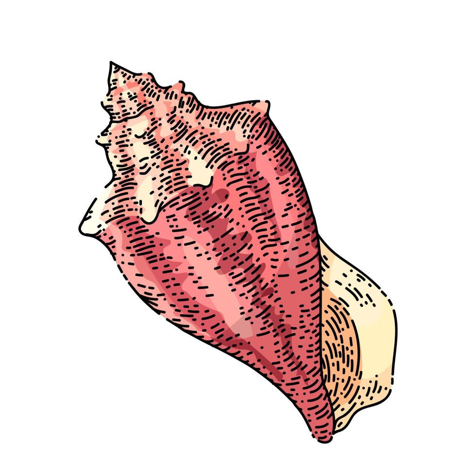 conchiglia mare schizzo mano disegnato vettore