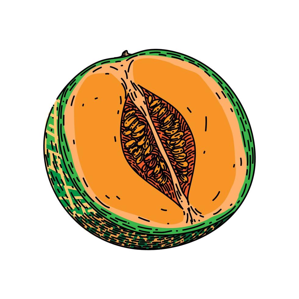 melone Cantalupo tagliare schizzo mano disegnato vettore