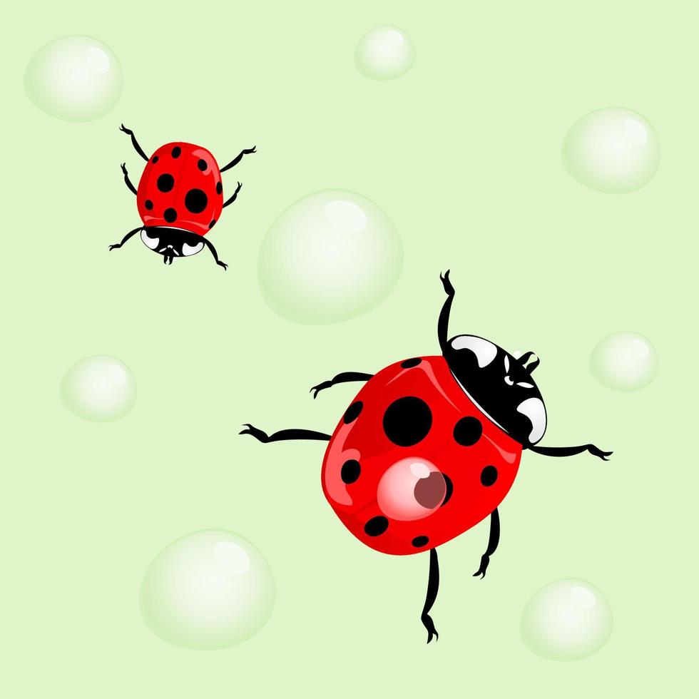 coccinella e acqua gocce. un' vettore illustrazione