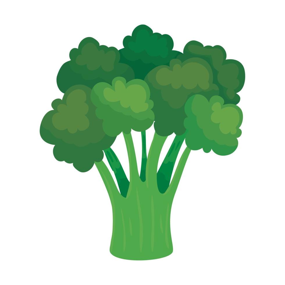 fresco broccoli verdura, su bianca sfondo vettore