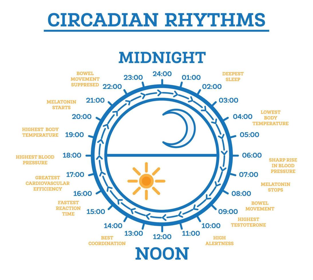 circadiano ritmo. schema di dormire scia ciclo. Infografica elementi. vettore
