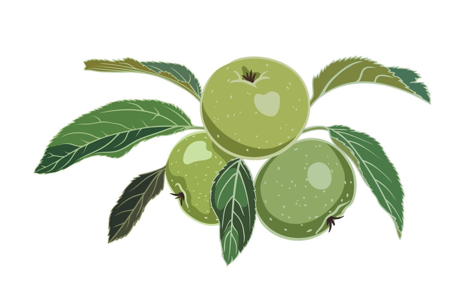 tre verde mele su un' ramo con le foglie su un' bianca sfondo. vettore