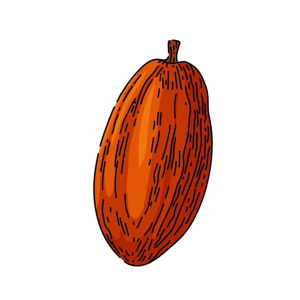 cacao fagiolo schizzo mano disegnato vettore