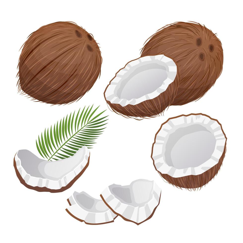 Noce di cocco cocco latte frutta impostato cartone animato vettore illustrazione