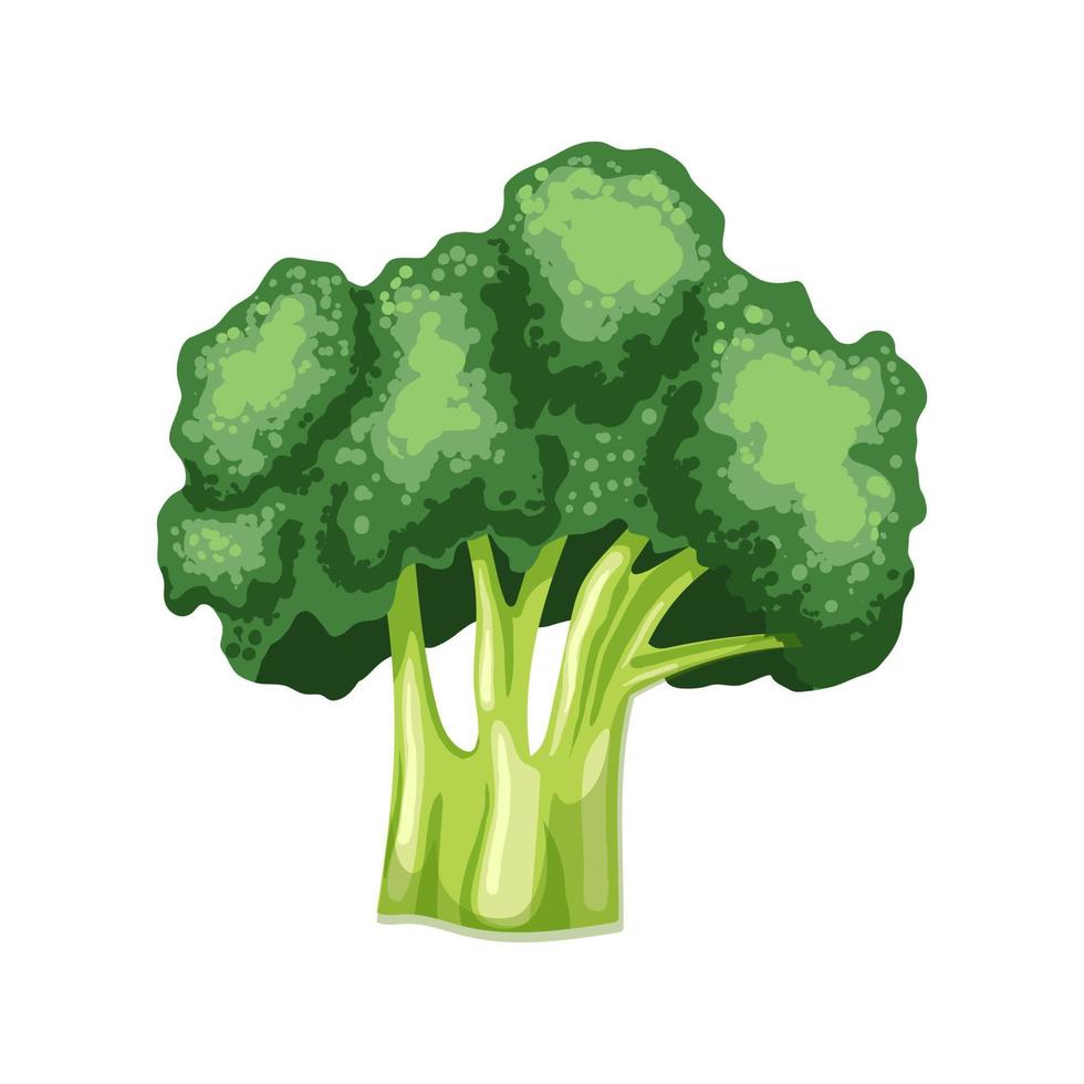 broccoli fresco cartone animato vettore illustrazione