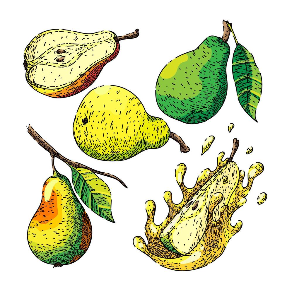 frutta Pera impostato schizzo mano disegnato vettore