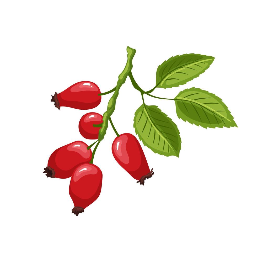 rosa canina pianta cartone animato vettore illustrazione