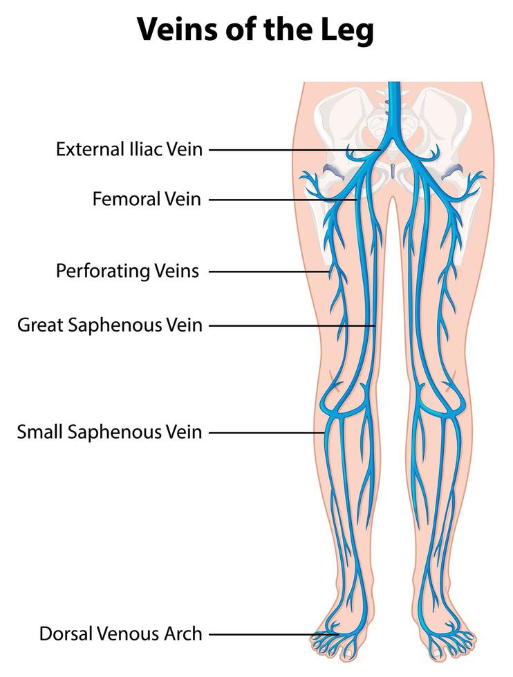 poster informativo delle vene della gamba vettore