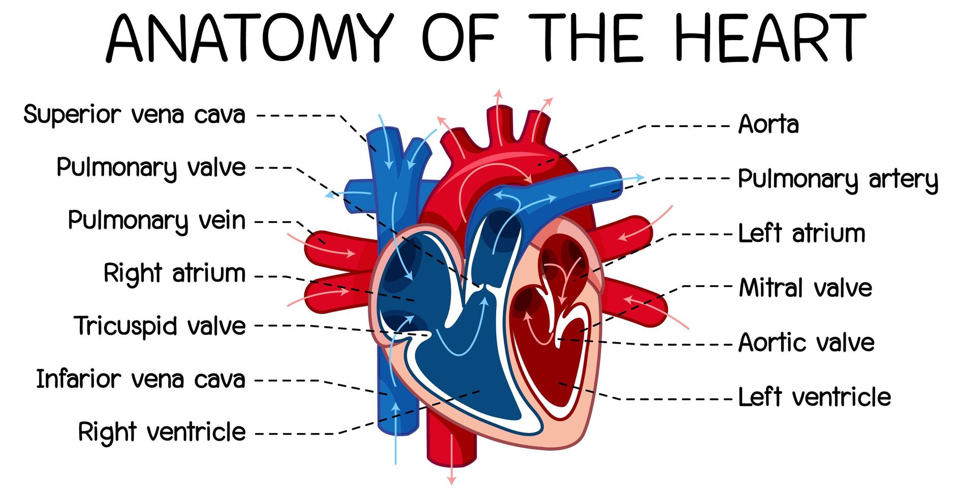 poster informativo del diagramma del cuore umano vettore