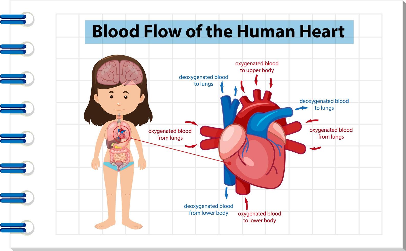 flusso sanguigno del diagramma del cuore umano vettore