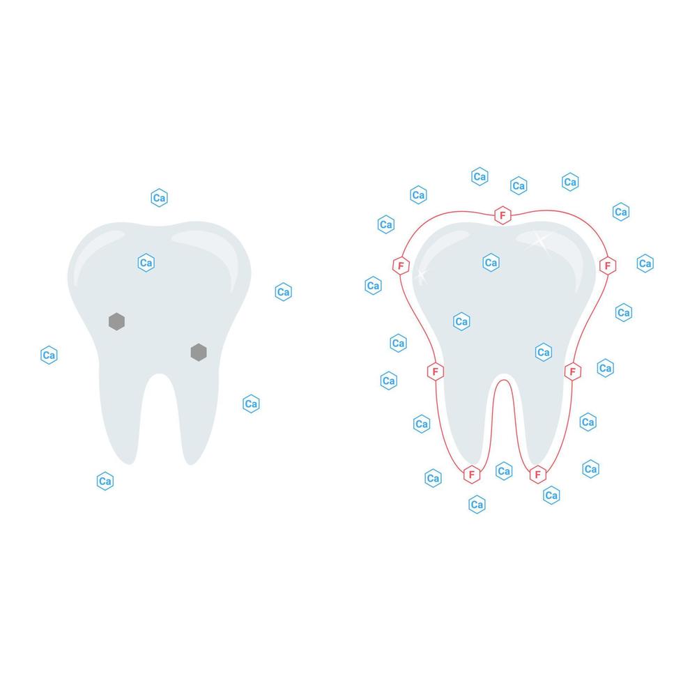 vettore illustrazione. il effetto di calcio e fluoruro su denti.
