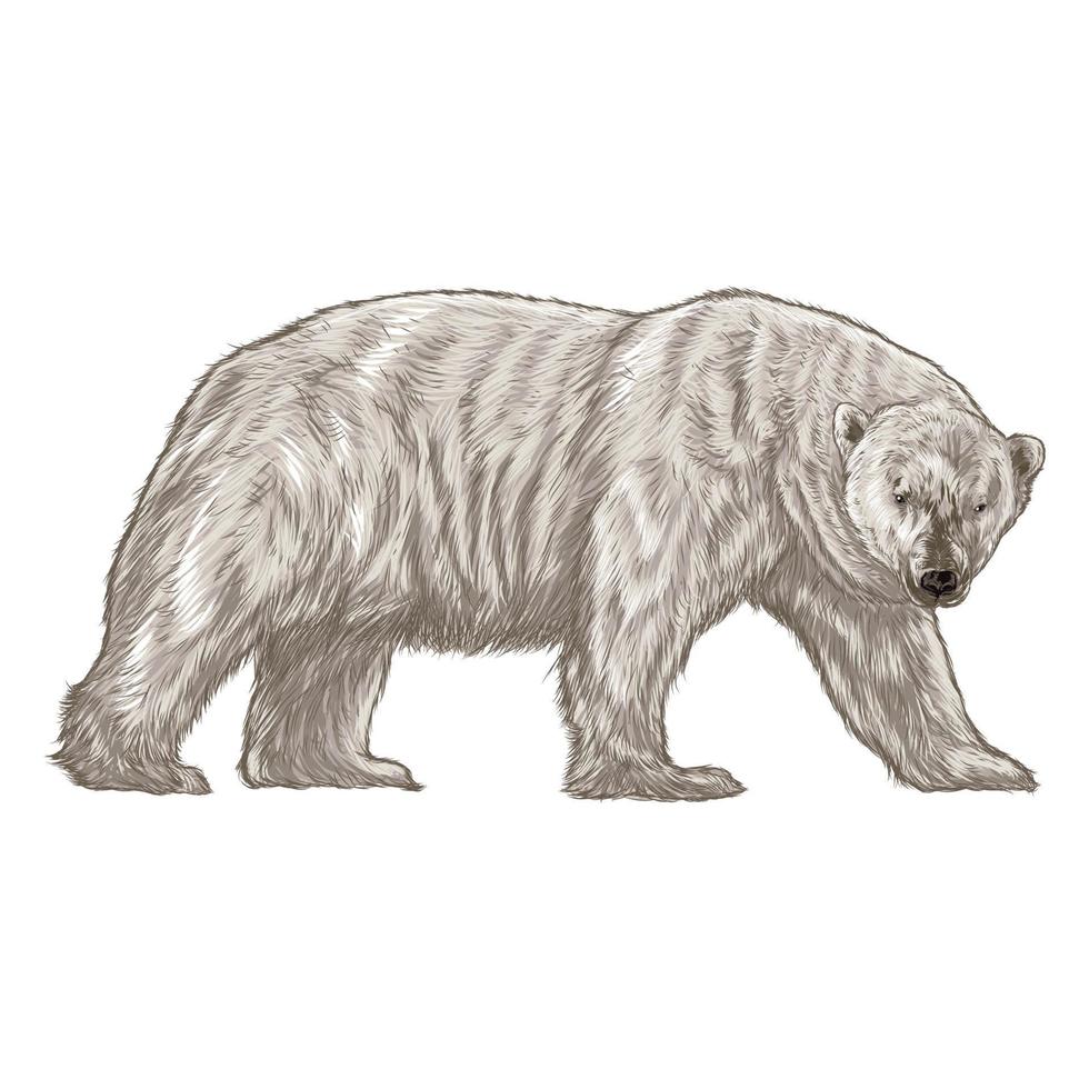 realistico bianca orso animale isolato su un' bianca illustrazione. vettore