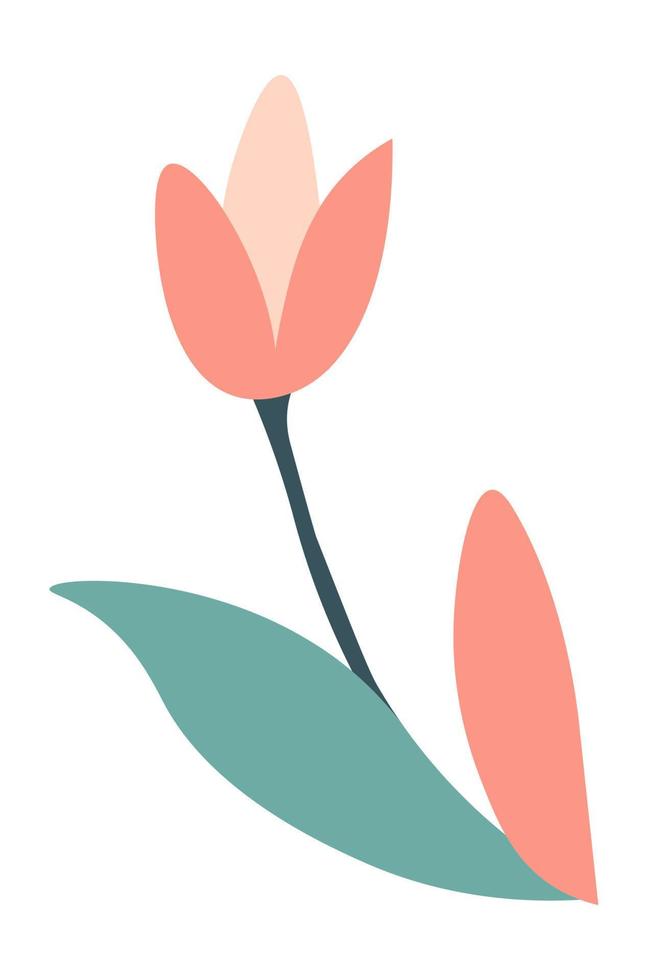 fioritura tulipano con le foglie e petali primavera flora vettore