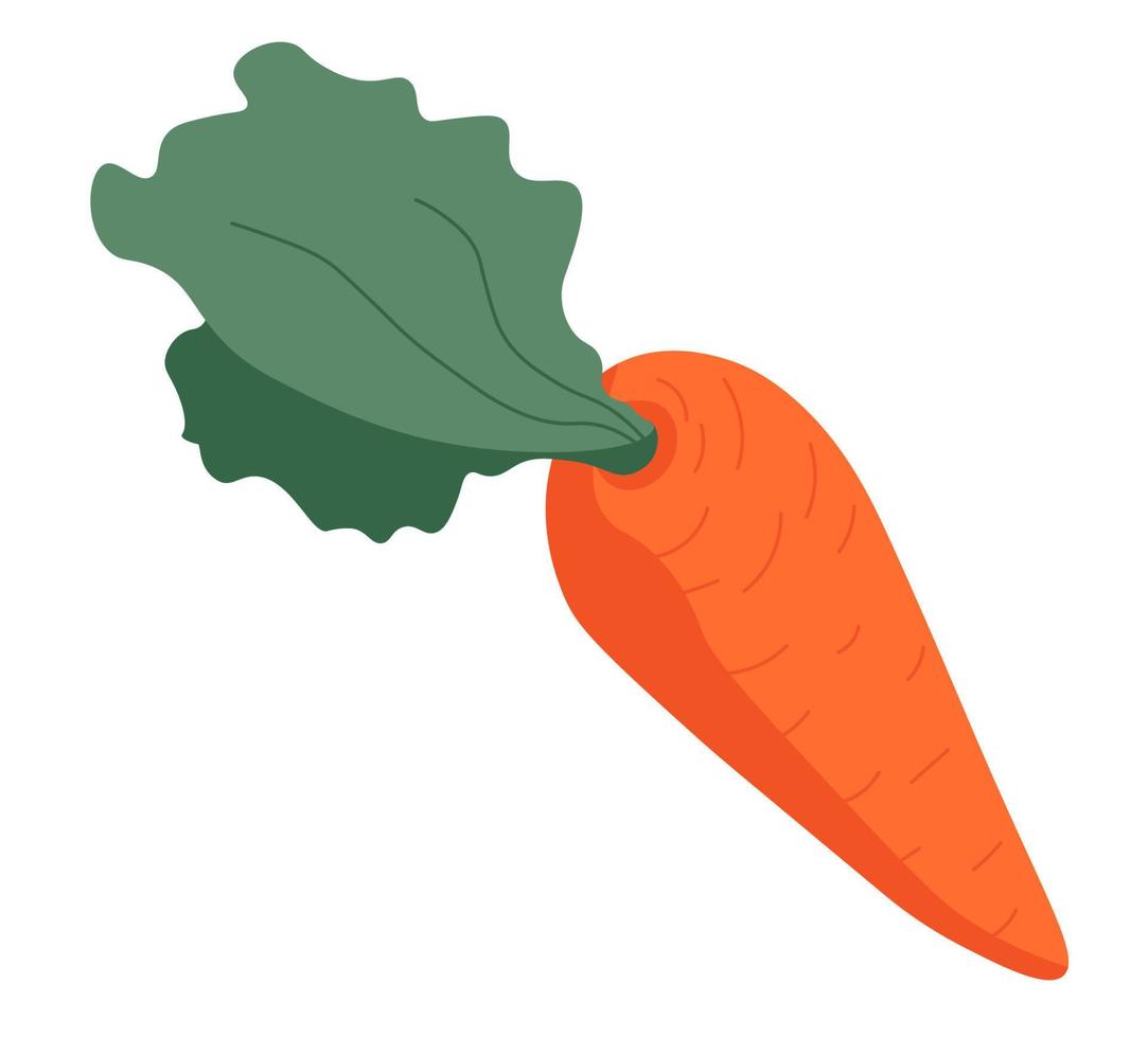 carota con foglie, verdure biologico e naturale vettore