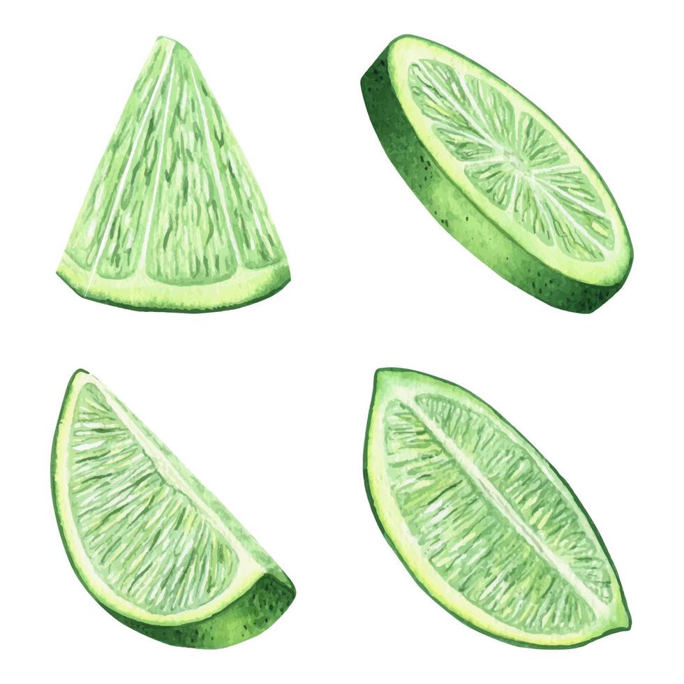 impostato di un' fetta fresco e succoso lime. acquerello illustrazioni. ingrediente per cocktail e limonate. pezzo di tropicale frutta, vegetariano cibo. isolato su un' bianca sfondo. vettore