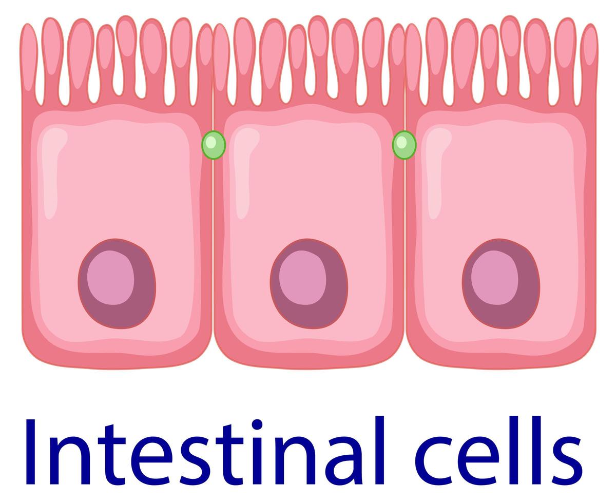 cellula interstiziale umana isolata vettore