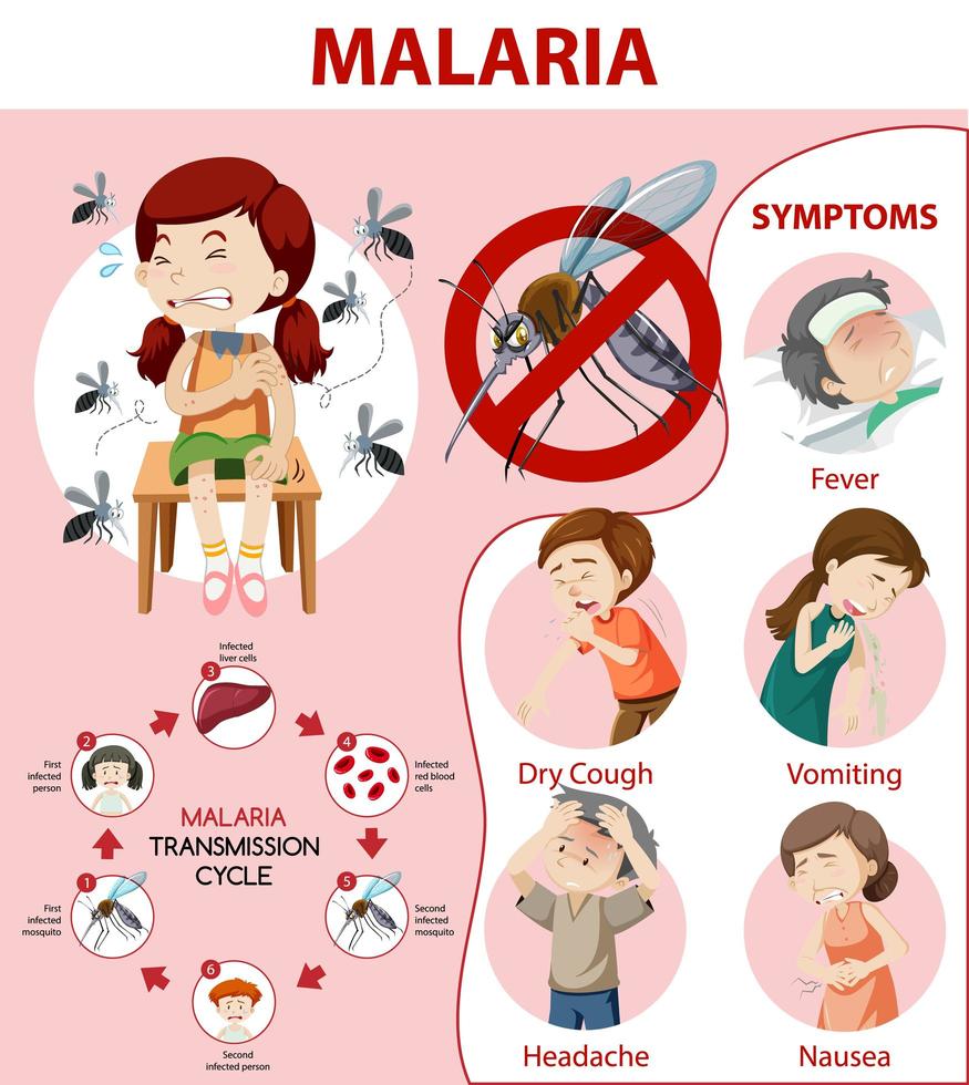 infografica di informazioni sui sintomi della malaria vettore