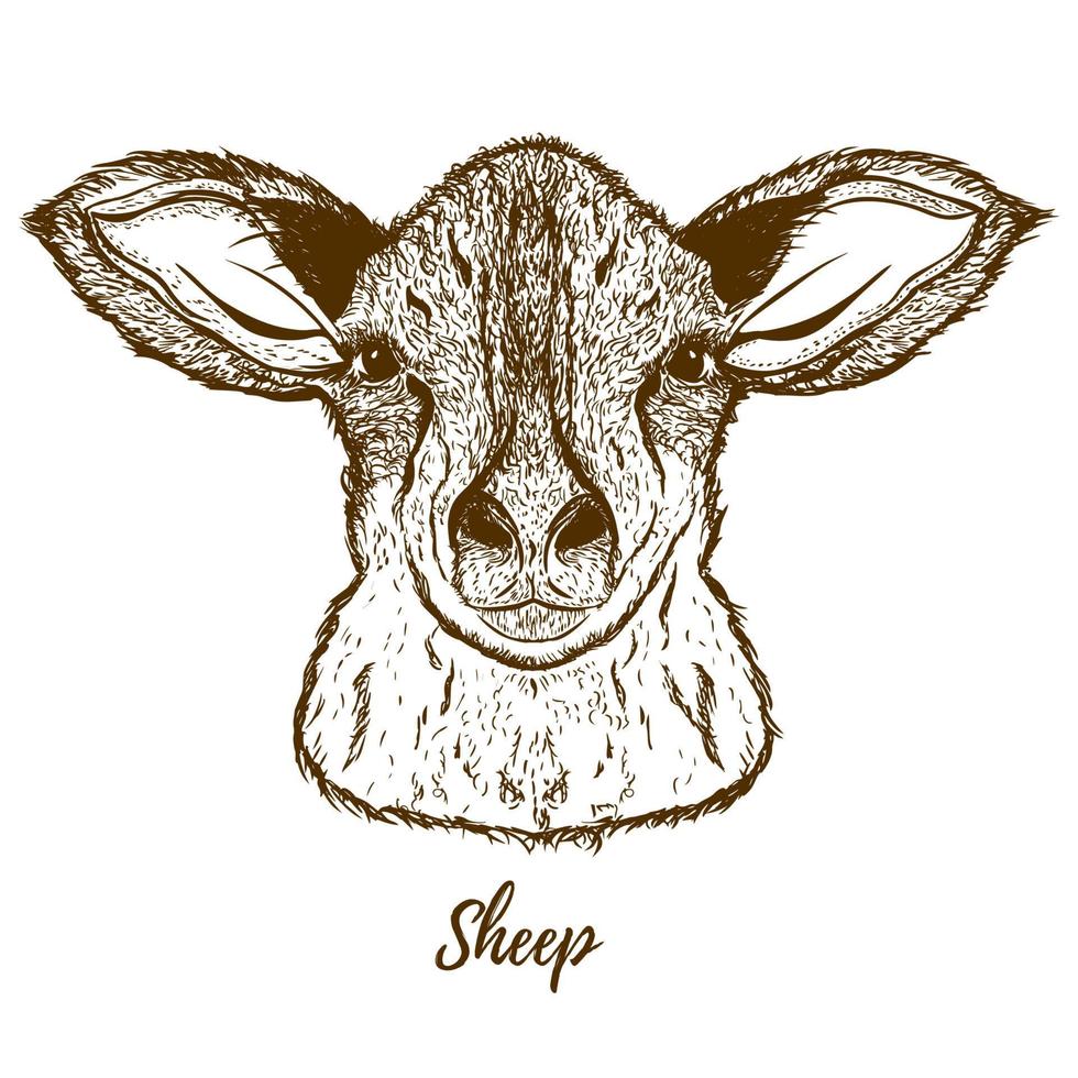vettore schizzo di un' pecore. isolato su bianca sfondo. realistico nero e bianca schizzo