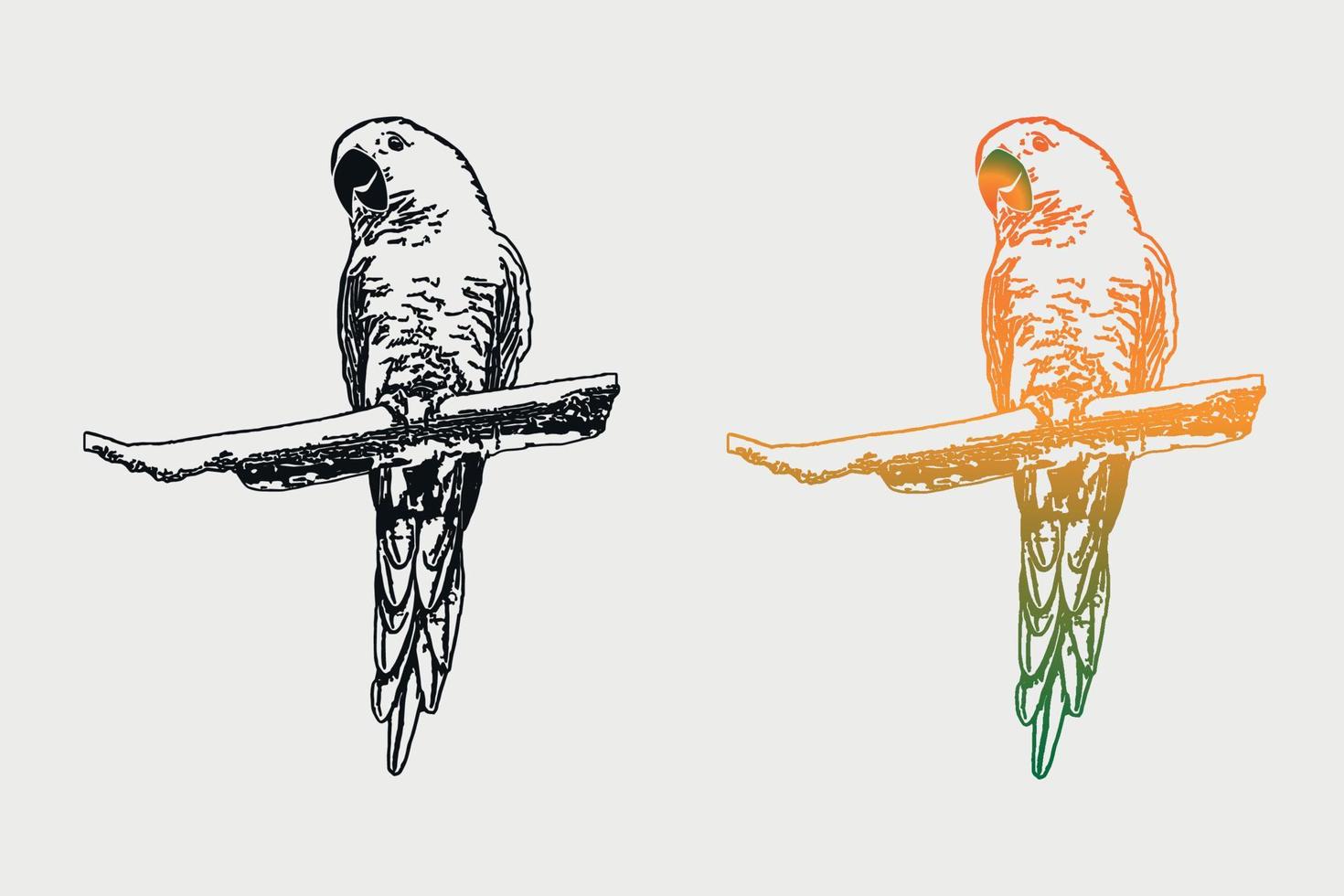 arancia pappagallo vettore illustrazione disegno arte