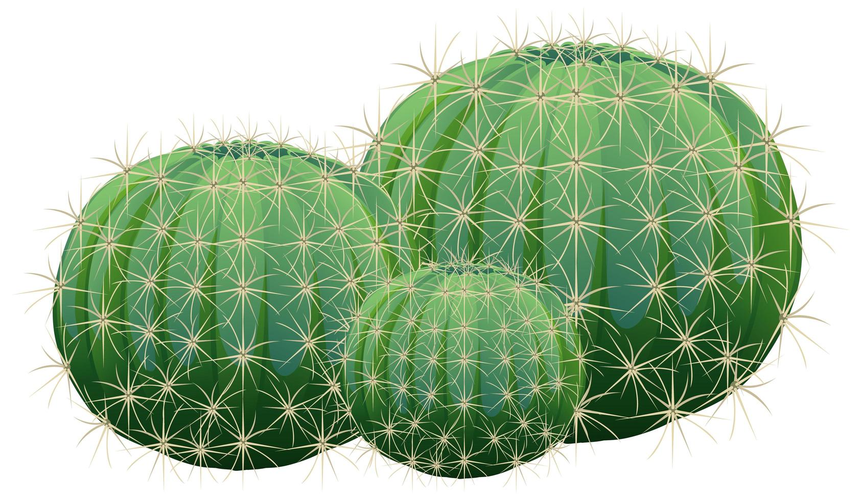 barile di cactus isolati su sfondo bianco vettore