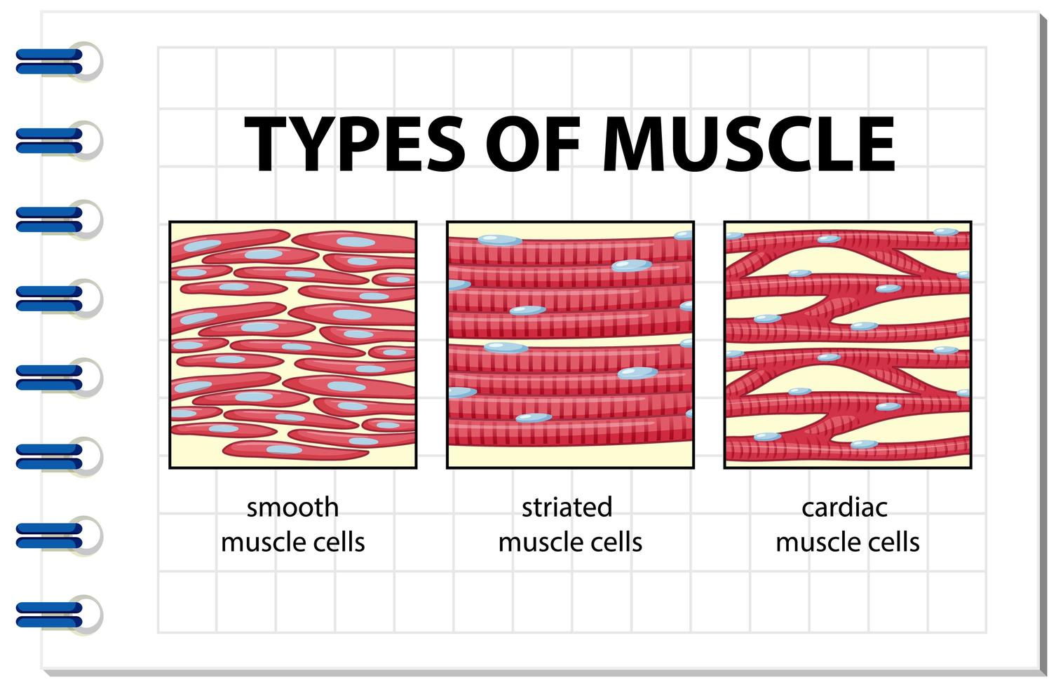 tipi di diagramma delle cellule muscolari vettore