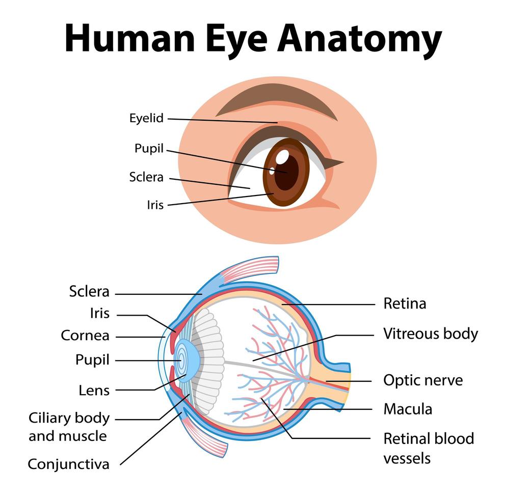 diagramma di anatomia dell'occhio umano con etichetta vettore