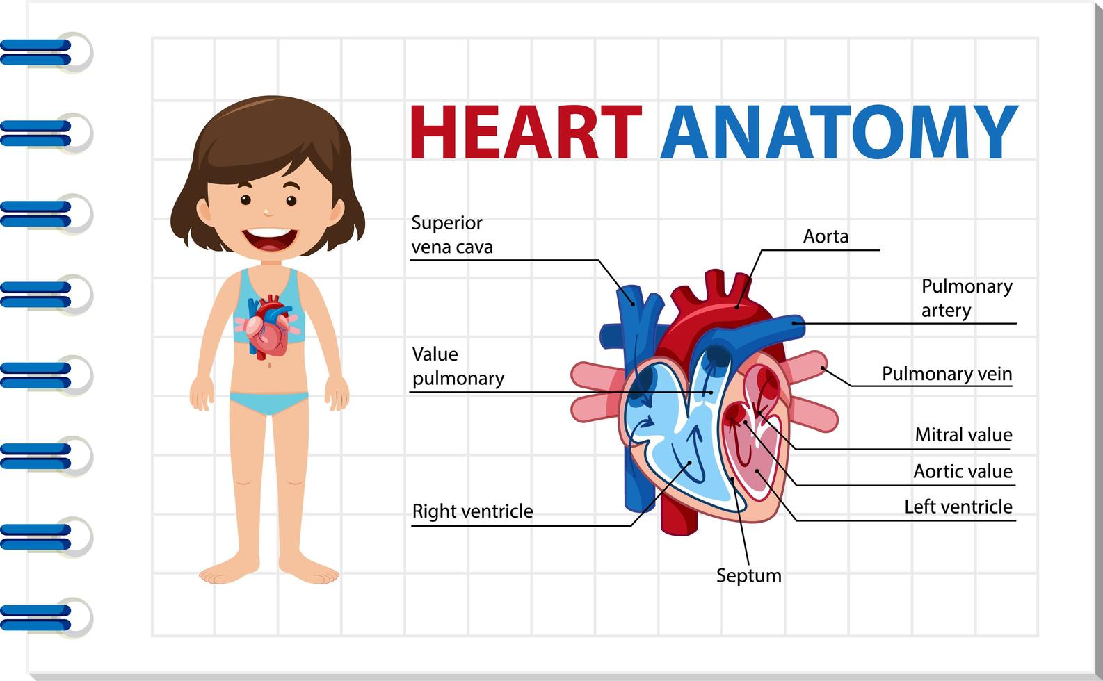 poster informativo del diagramma del cuore umano vettore