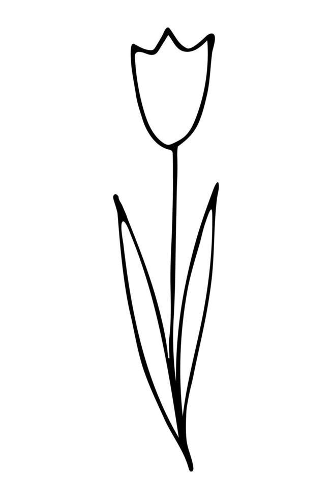 scarabocchio di tulipano isolato su bianca sfondo. mano disegnato vettore illustrazione di primavera fiore nel cartone animato stile.