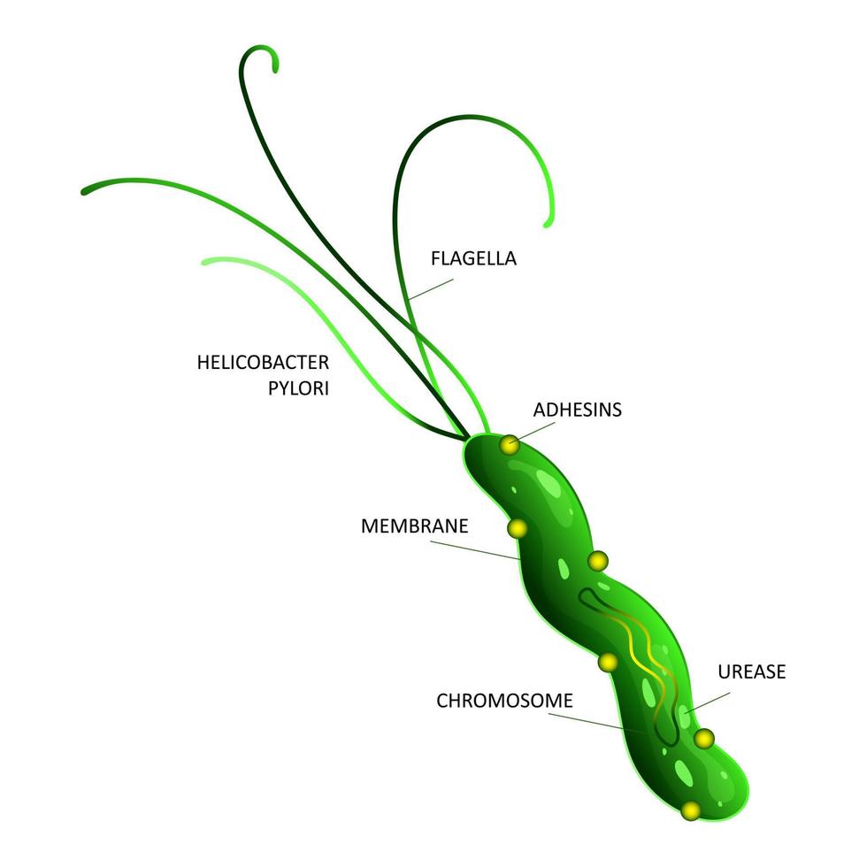 helicobacter pylori cellula struttura illustrazione vettore