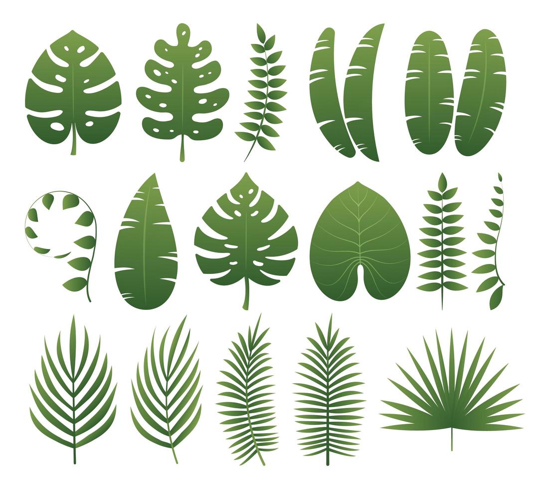 raccolta di foglie tropicali vettore