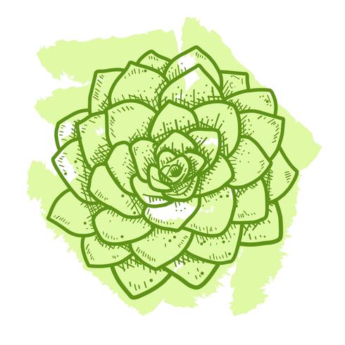 Stile disegnato a mano di vista superiore delle succulenti vettore