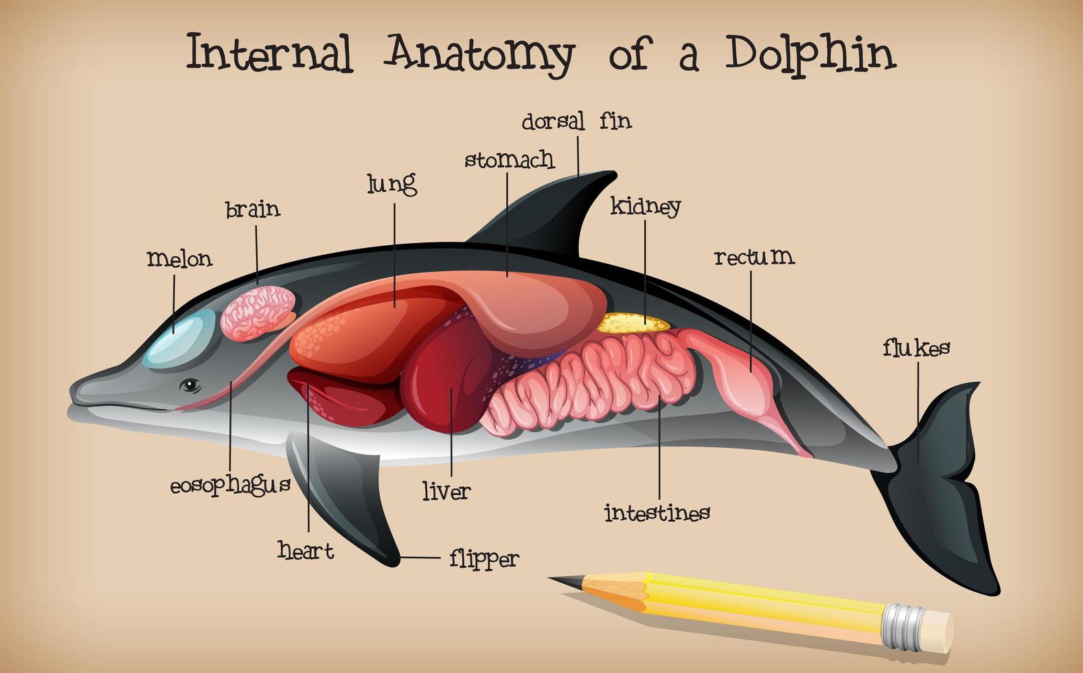 anatomia interna di un delfino vettore