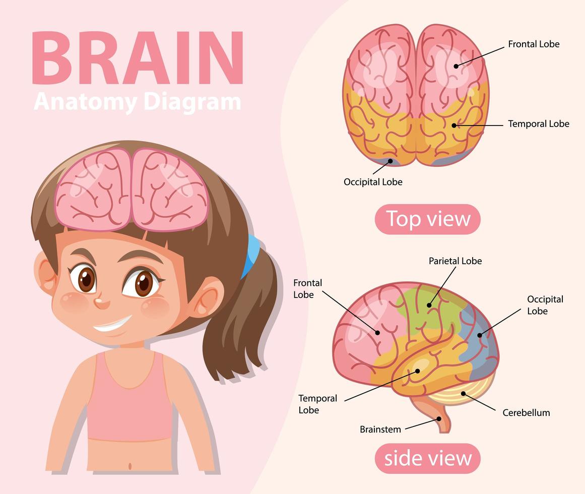 poster informativo del diagramma del cervello umano vettore