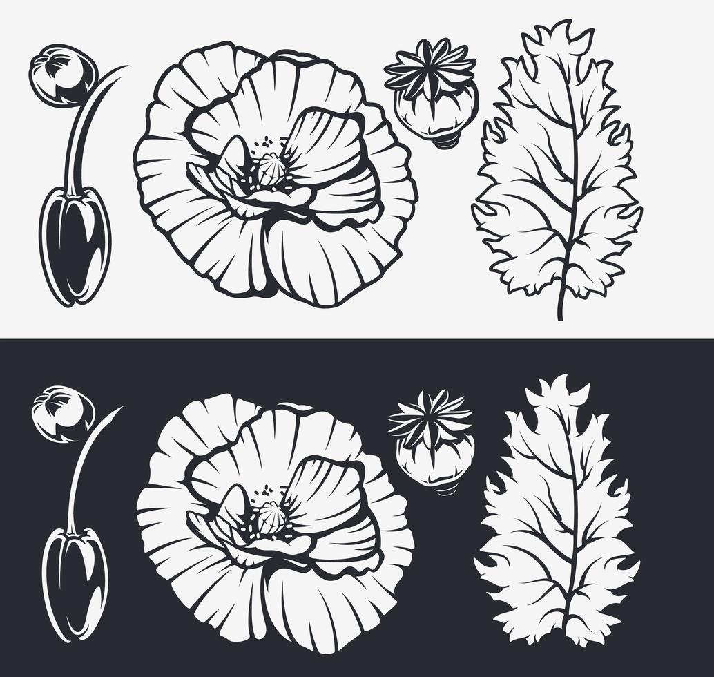 set di illustrazioni botaniche. fiori di papavero. vettore