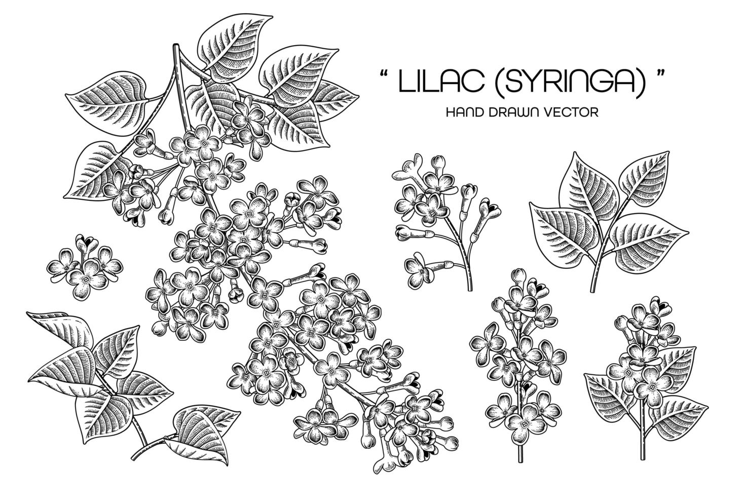 Syringa vulgaris o vettore di elementi di disegni di fiori lilla comuni.